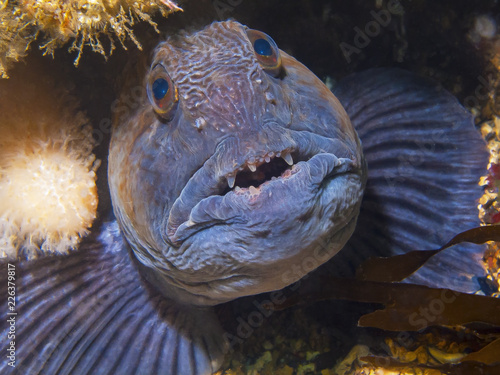 Wolffish, St Abbs, Scotland photo