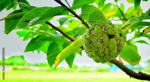 Green custard apple on tree