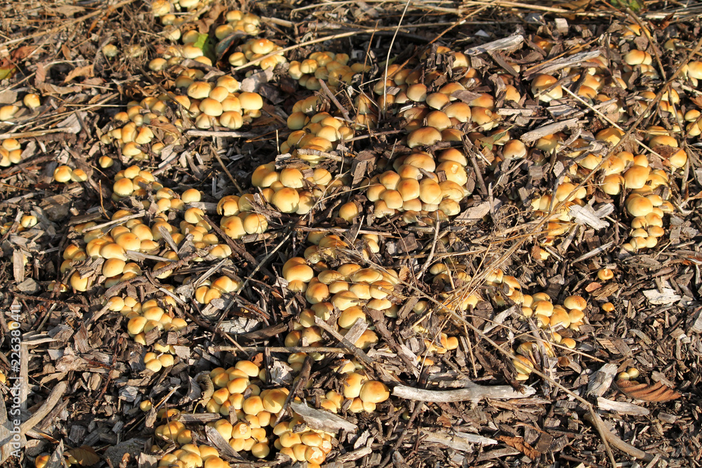 Young Hypholoma fasciculare or Sulphur tuft mushrooms Young Hypholoma fasciculare or Sulphur tuft mushrooms