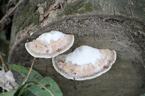 Daedaleopsis confragosa or blushing bracket photo