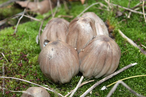 Coprinopsis atramentaria or Common ink cap mushrooms photo