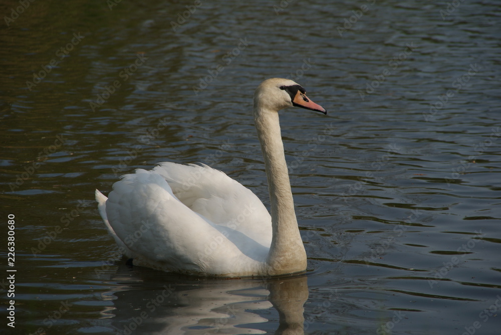 Fototapeta premium white swan swimming alone in a lake in bremen while hunting fish