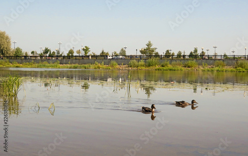 Duck on the shore of the Damansky island of Yaroslavl