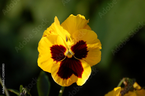 yellow viola flower in garden