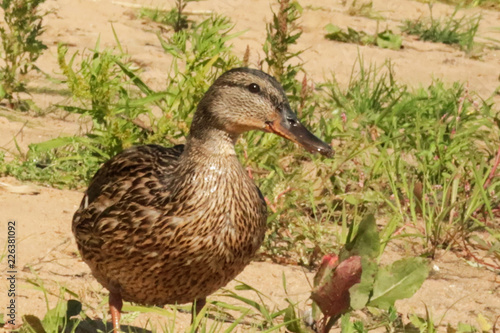 Duck on the shore of the Damansky island of Yaroslavl
