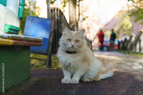 Canvas Print Red cat palying on the kid's play ground