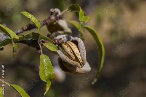 health store almonds photo