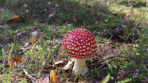 dangerous toxic mushroom fly agaric or amanita muscaria in the autumn forest