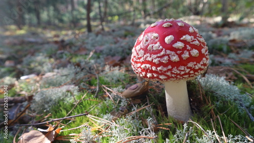 Fotografie dangerous toxic mushroom fly agaric or amanita muscaria in the autumn forest