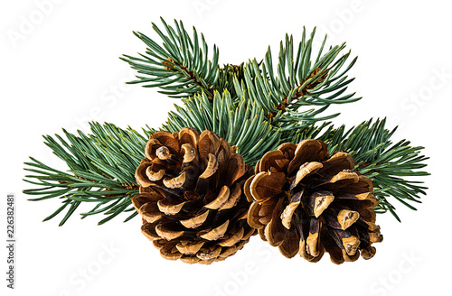 Brown pine cone on white background with clipping pass photo