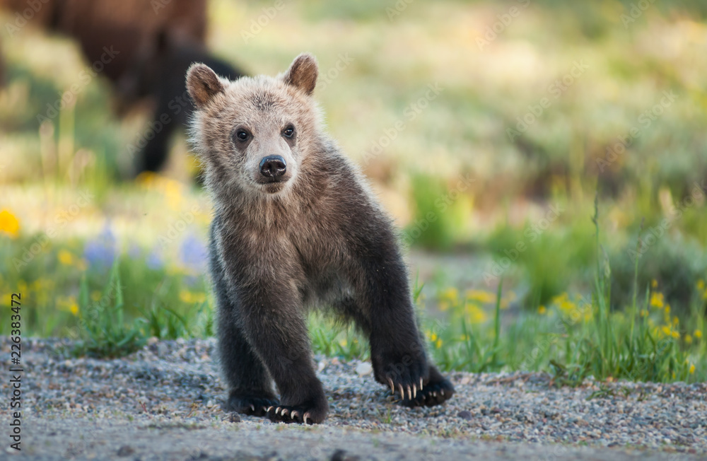Grizzly bear in the Rocky Mountains Grizzly bear in the Rocky Mountains