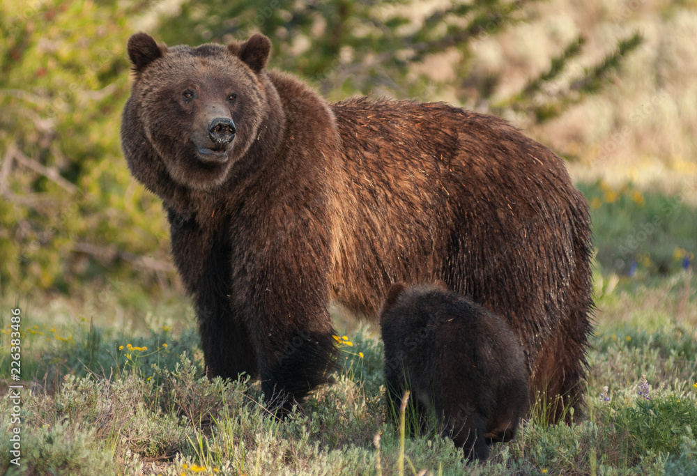 Fototapeta premium Grizzly bear in the Rocky Mountains