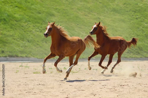 Obraz rasowe źrebięta arabskie biegają galopem