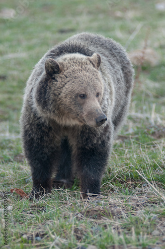 Grizzly bear in the Rocky Mountains
