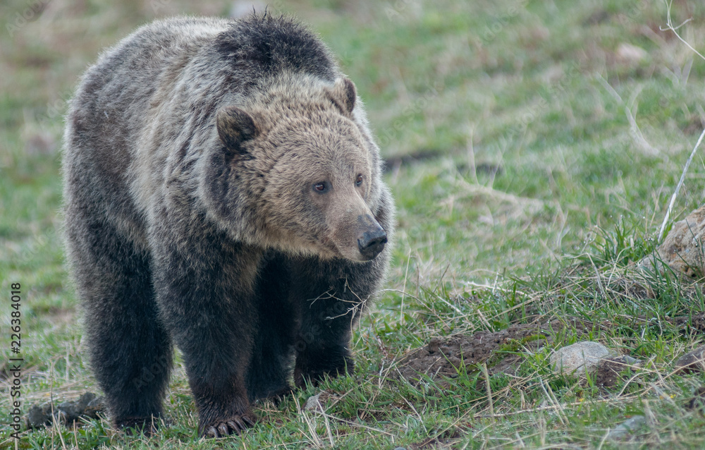 Grizzly bear in the Rocky Mountains