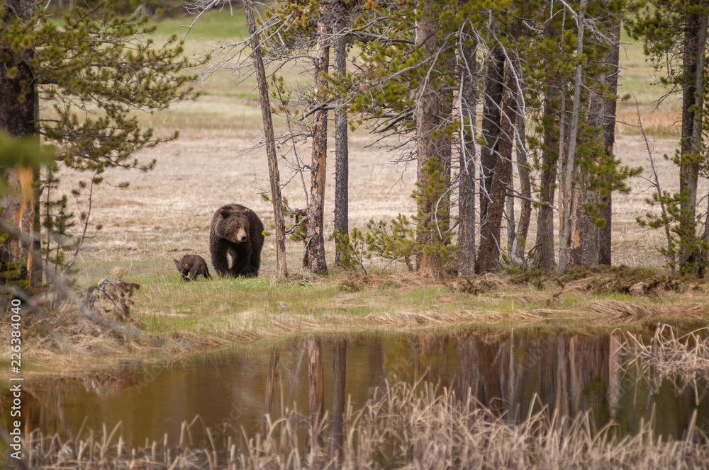 Grizzly bear in the Rocky Mountains Grizzly bear in the Rocky Mountains