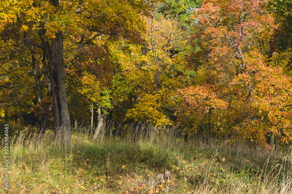 Yellowed trees in the autumn forest. autumn forest scene Yellowed trees in the autumn forest. autumn forest scene