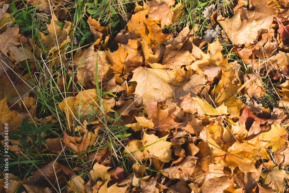 maple leaves fallen on the ground. autumn background of yellow leaves maple leaves fallen on the ground. autumn background of yellow leaves