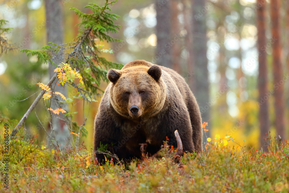Naklejka premium Wielki niedźwiedź brunatny w lesie patrząc na kamery