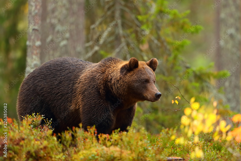Naklejka premium Widok z boku na niedźwiedzia brunatnego w lesie w jesieni