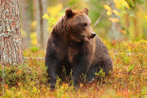 Brown bear sitting in a forest and looking at side