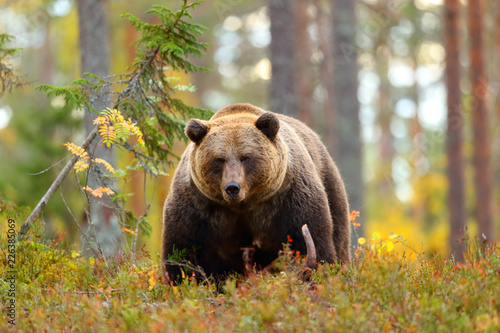Big brown bear in a forest looking at camera