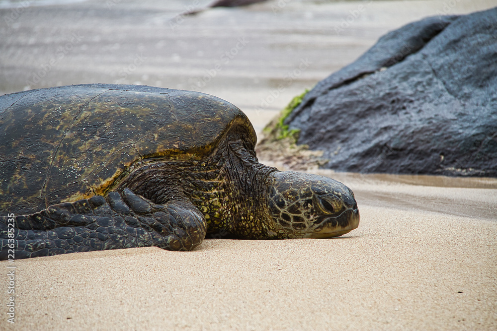 An endangered Hawaiian green sea turtle resting on a beach on Oahu.