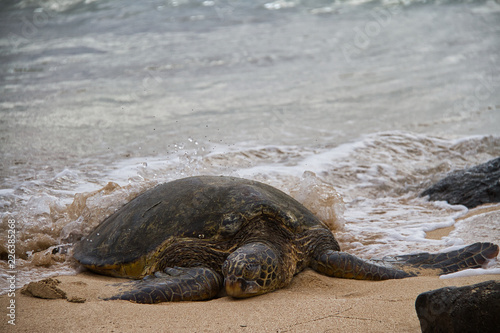 An endangered Hawaiian green sea turtle resting on a beach on Oahu with waves splattering around it.