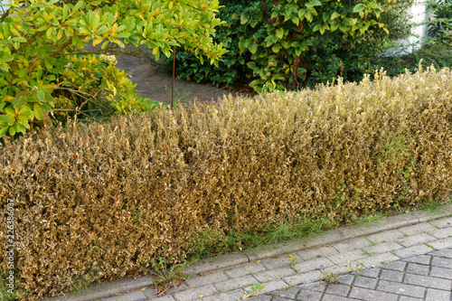 buchsbaumhecke, die durch den Buchsbaumzünsler zerstört wurde photo