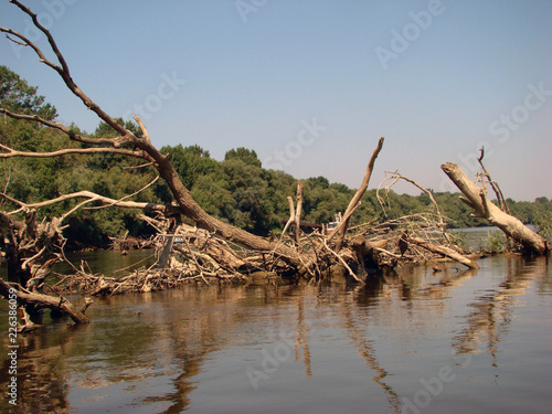 Dry trees crashed along the river 2