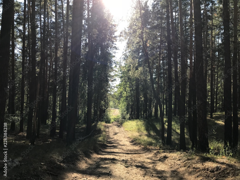 Fototapeta premium Бузулукский бор