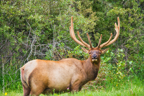 A single bull elk with full antlers looking at the viewer.