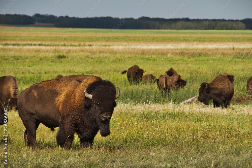 A head of American Bison in a pasture in the Great Plains of Saskatchewan, Canada