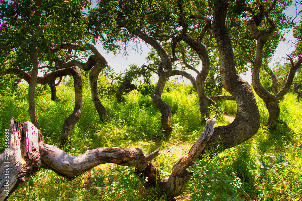 The Crooked Bush is a grove of aspen trees that grow in all directions, except straight up. The Crooked Bush is a grove of aspen trees that grow in all directions, except straight up.