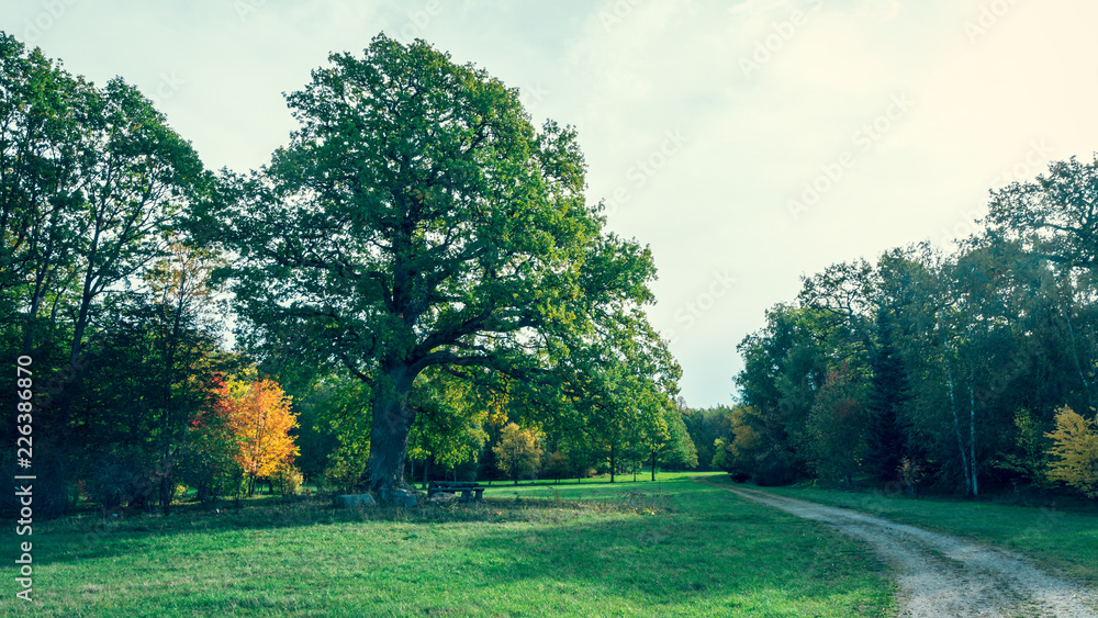 Fototapeta premium Ruissalo National Park, Finland. In October 2018.