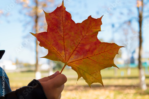 Autumn maple leaf in the hands of a child close-up