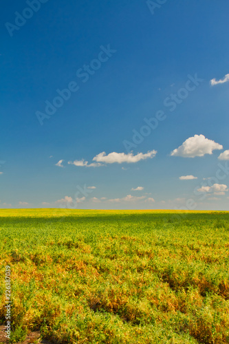 A field in Saskatchewan, Canada in summer under a blue sky with light, puffy clouds.
