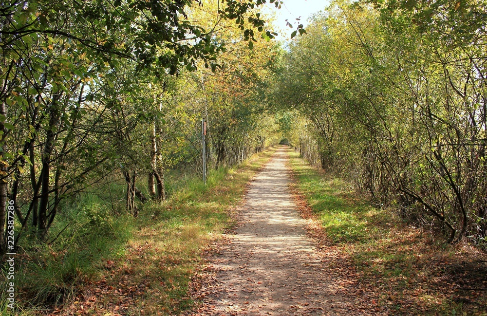 Fototapeta premium Der Weg