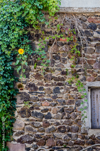 Tournesol poussant dans un mur photo