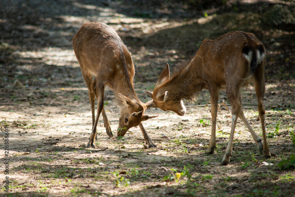 Deer Sika are fighting for leadership. Deer Sika are fighting for leadership.