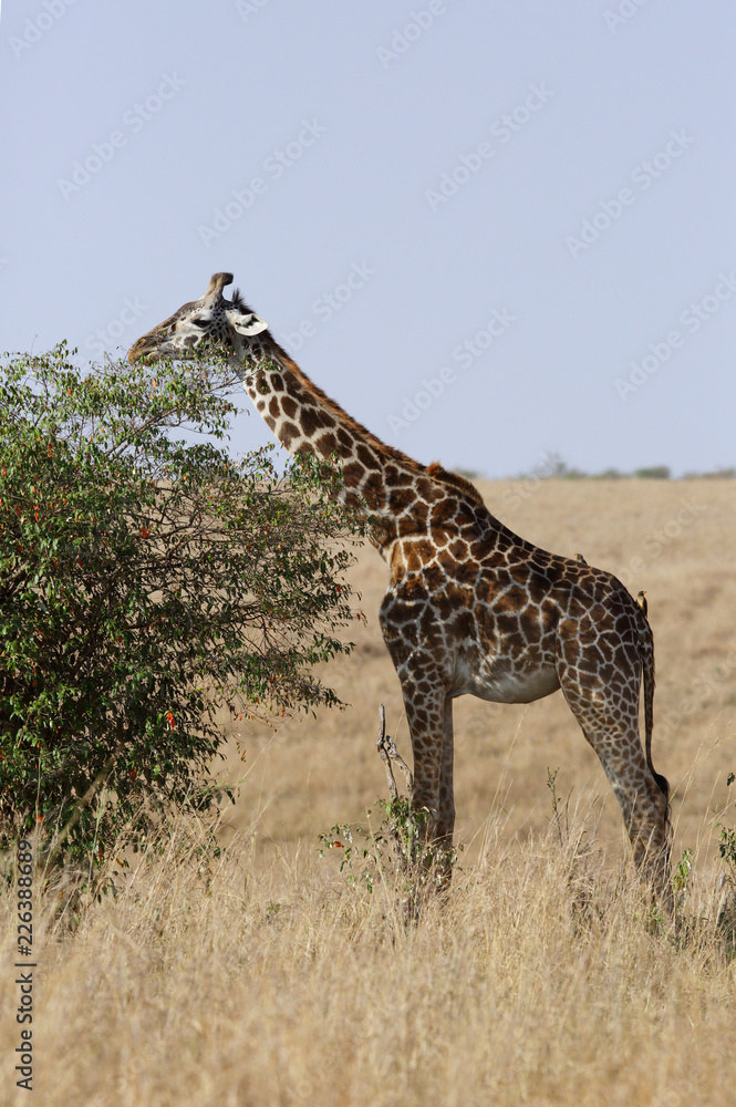 Obraz premium Giraffe is the tallest living terrestrial animal