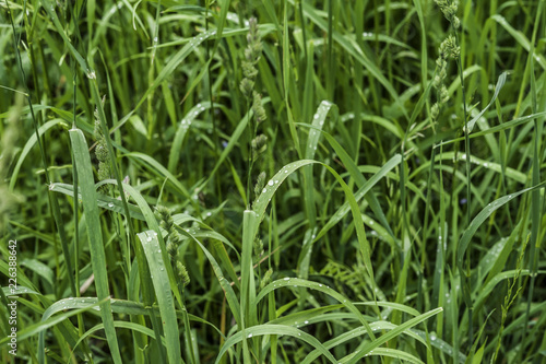 green grass with water drops  texture  background