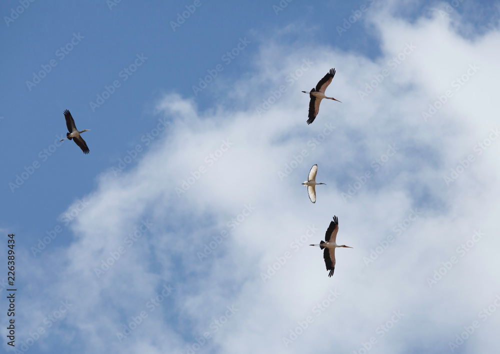 Yellow-billed stork and Black-headed Ibis in flight, Masai Mara