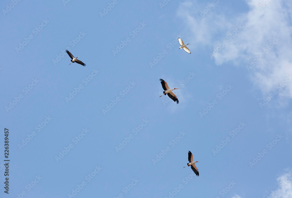Obraz premium Yellow-billed stork and Black-headed Ibis in flight, Masai Mara