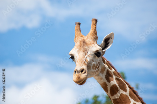 A giraffe's habitat is usually found in African savannas, grasslands or open woodlands © J.NATAYO