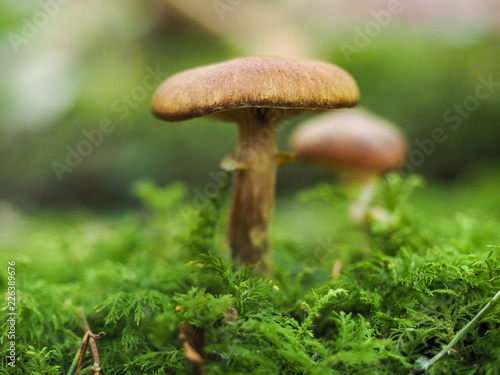 Small brown mushrooms standing out over fresh green moss at forrest floor