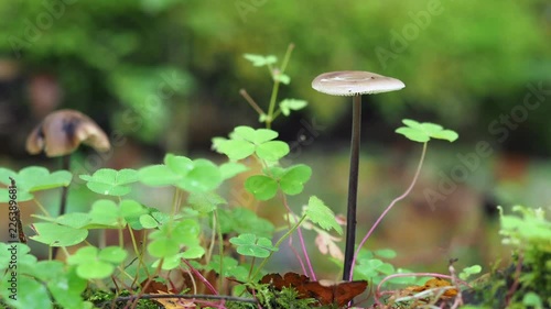 Brown Bonnet Fungi  photo