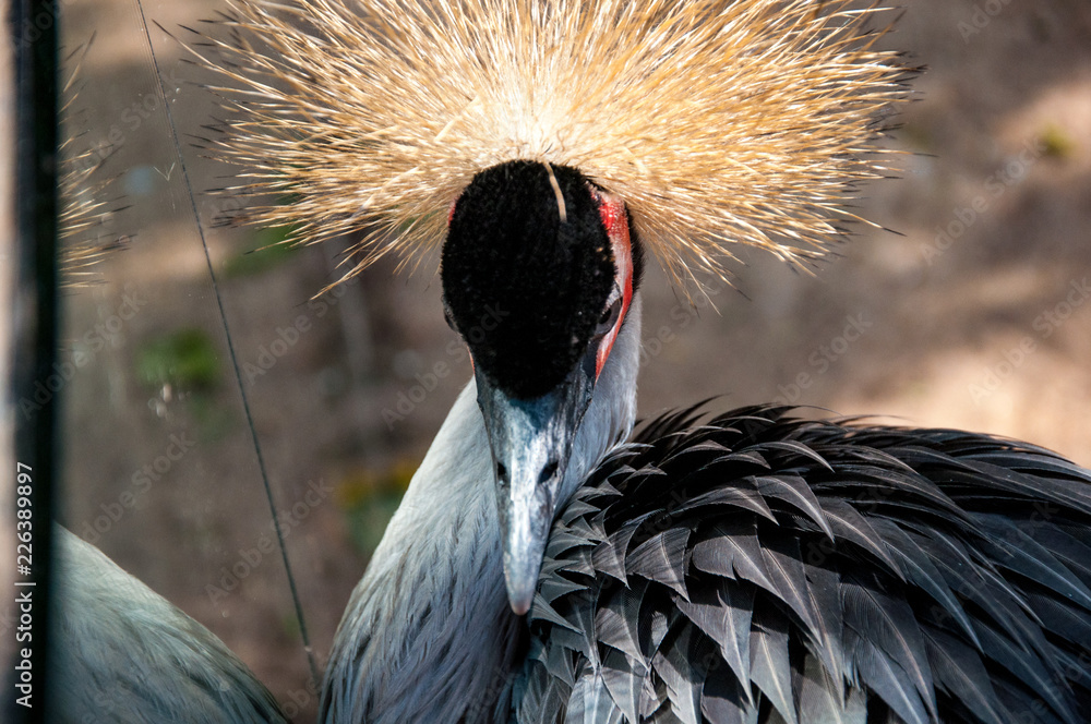 Fototapeta premium crazy bird