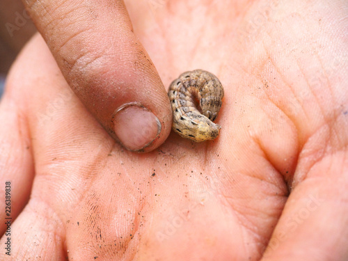 Larvae in hand of young person with dirt under nails photo