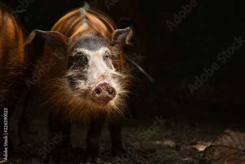 Obraz na płótnie red river hog w salonie